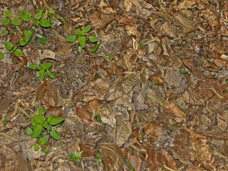 Pararge aegeria